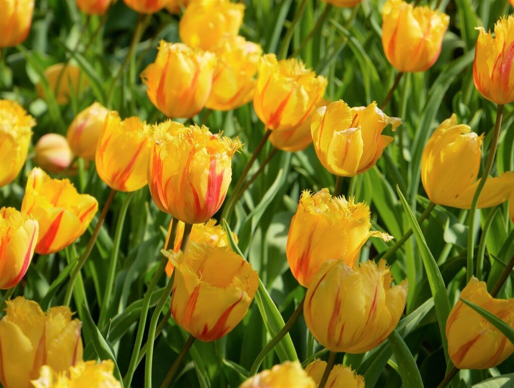 ICF PCCの認定を取得するためのステップは？