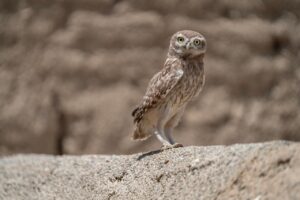 コーチング資格の種類と取得方法について知りたいことは？