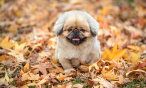 コーチングセッションで使える効果的な台本は？