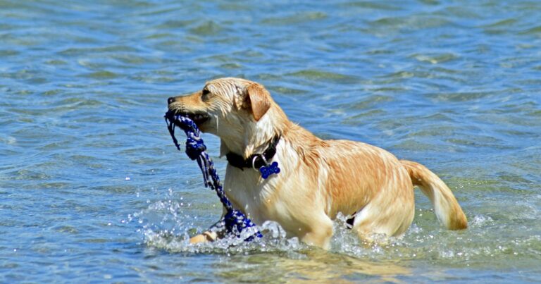 PCC資格を取得するための期間はどれくらい？