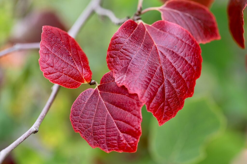 エグゼクティブコーチの資格取得に必要なステップは？