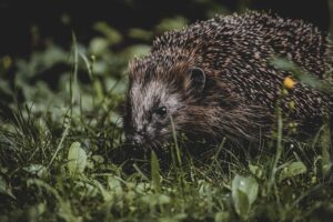 コーチングの将来性はどのように変化していくのか？